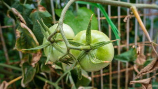Going Green: The Benefits of Superfoods and Eco-Friendly Living