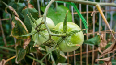 Going Green: The Benefits of Superfoods and Eco-Friendly Living