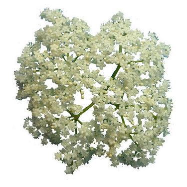 Dried organic elderflowers 57 Grams by SURO